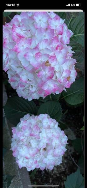 紫陽花苗 4種まとめ 苗