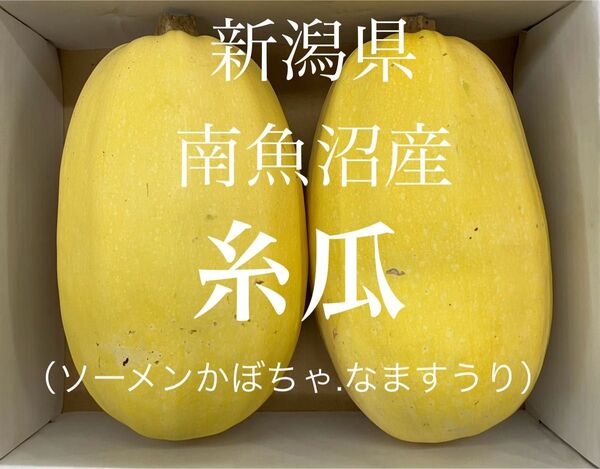 新潟県南魚沼産 金糸瓜 糸瓜(ソーメンかぼちゃ、なますうり)約1.5kg〜 2個入り1箱