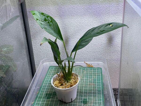水草 アヌビアス ダッキー1株
