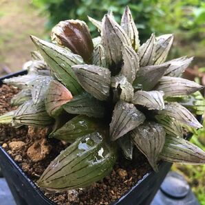 【激安】西瓜寿 アトロフスカミュータント 特大株 二頭株 極上品 高級品 高品質