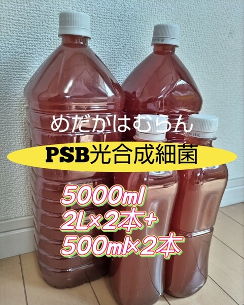 【5000ml】PSB光合成細菌【めだか_はむらん】psb メダカ 水質浄化 農業 土壌改良 うどんこ病防止 無農薬