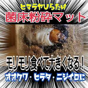 ヒマラヤひらたけ菌床クワガタマット☆瓶に詰めるだけ!初令の小分けにも便利☆オオクワ、ヒラタ、虹色、ノコギリ系に抜群!クヌギ100%☆