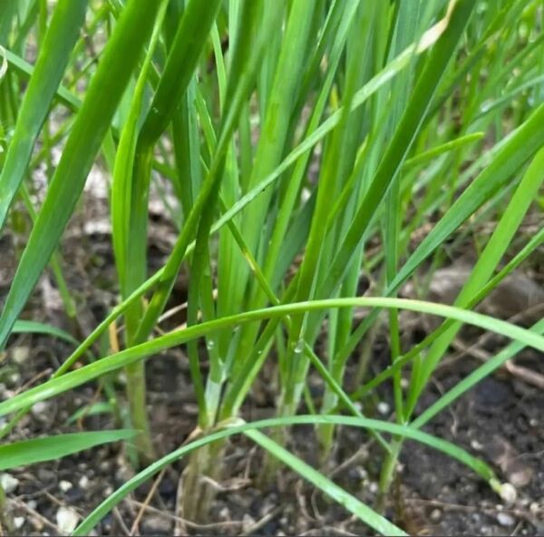 自然栽培 無農薬 にら苗30本 ニラ