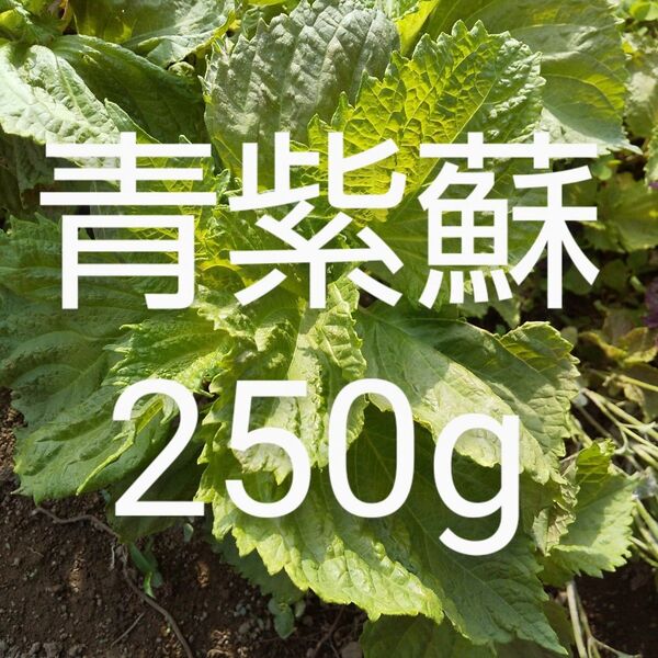 青紫蘇 約250g 新鮮 農薬不使用
