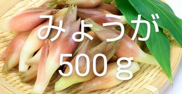 みょうが 約500g 新鮮 農薬不使用 天然物