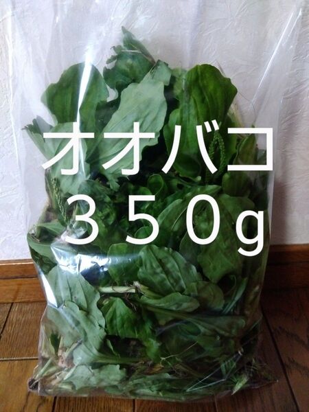 おおばこ(かえるっぱ)約350g 新鮮 農薬不使用