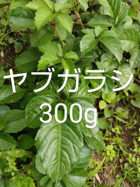 ヤブガラシ 約300g 新鮮 農薬不使用