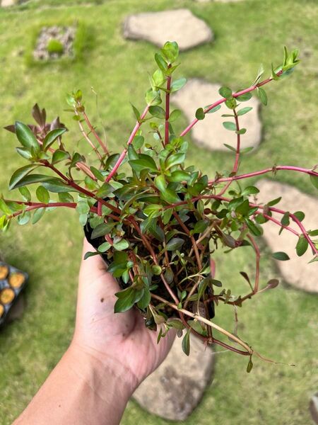 【根付き】有茎草mix