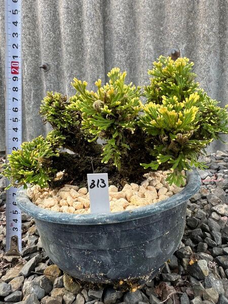 【送料無料】高砂 岩松 イワヒバ 岩ヒバ 盆栽 山野草 高山植物 313