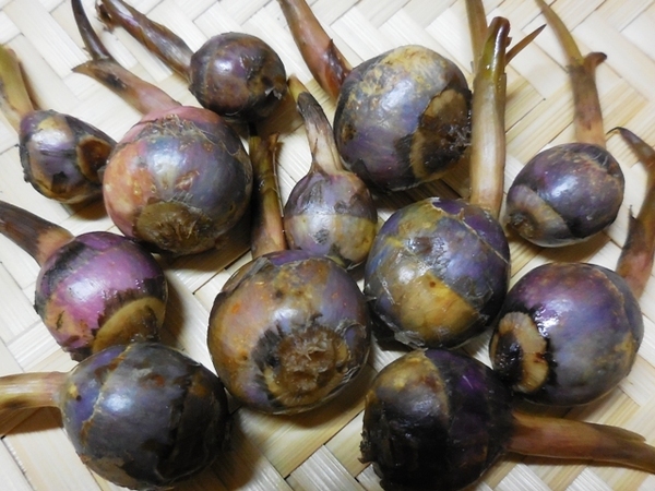 416.6.1◆国産 青くわい 種芋 3個◆エスディージーズ 無農薬 無化学肥料 自然菜園◆野菜 種苗 ネット通販 販売 購入◆稲作 水田 片すみ活用