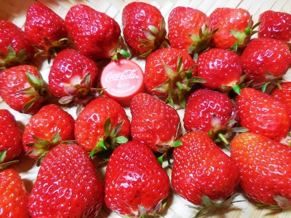 440.6.2◆自然菜園 イチゴ苗 3株 いちご◆トライ 家庭菜園 プランター栽培◆エスディージーズ 無農薬 無化学肥料 野菜種苗 ネット通販 販売