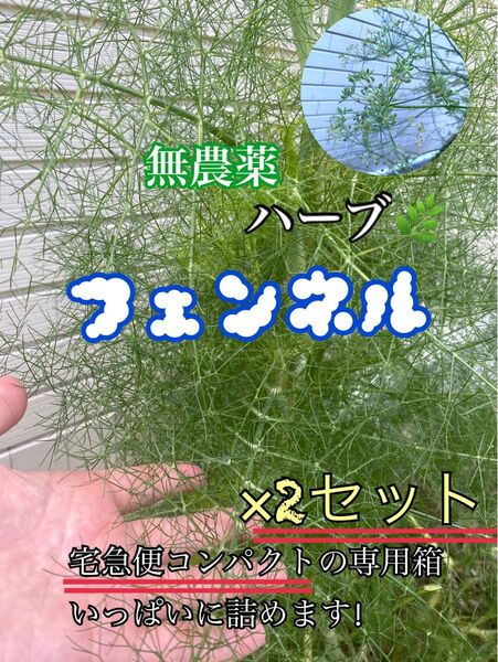 無農薬 フェンネル ハーブ 宅急便コンパクト箱いっぱいに詰めたもの×2セット分