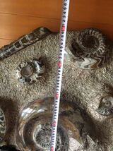 アンモナイト 化石 置物 自立式台座付き Ammonite fossil 玄関 展示 千客万来　見学可能！_画像6