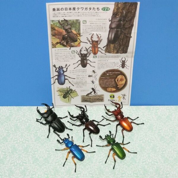 日本クワガタムシ大全 5種 海洋堂
