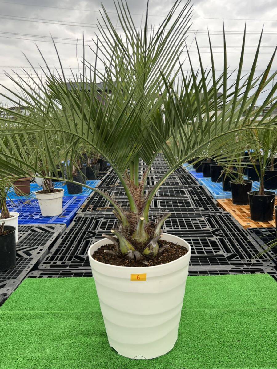 宝石のような観葉植物のお店 【Jewelry Plant】 ココスヤシ 選べる樹形 13号 【現品】 黒角鉢 鉢直40cm 大型 – Jewelry  Plant online