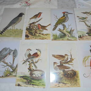 世界の鳥のポストカード 大英図書館より 8枚セット British Library Birds from around the World Postcards