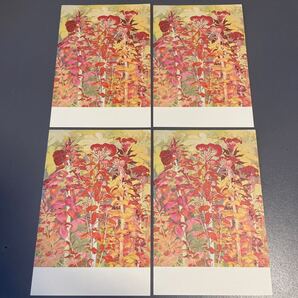 【送料無料】ケイトウ ポストカードセット 鶏頭 花柄 絵はがき 絵葉書