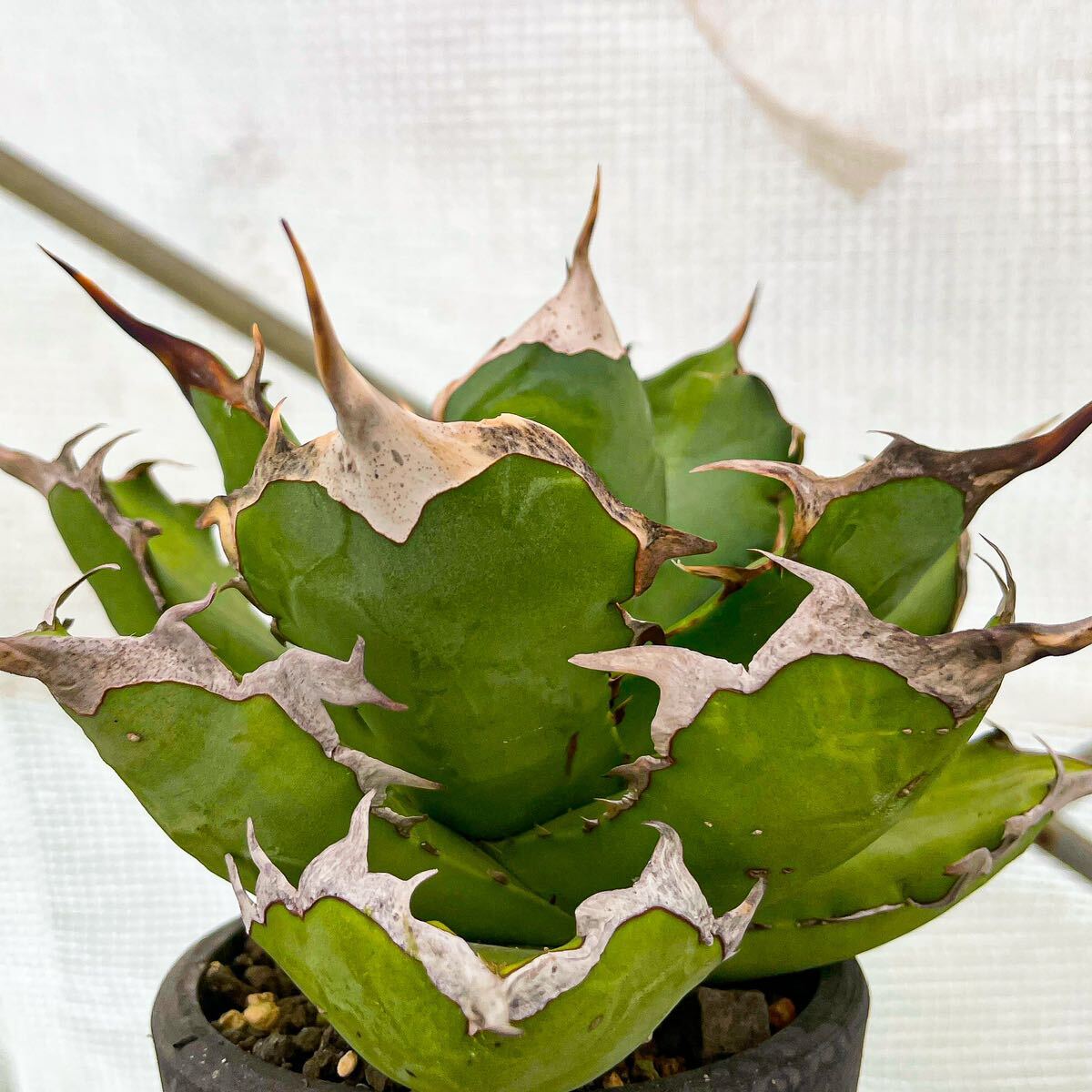 Yahoo!オークション -「spine」(アガベ) (観葉植物)の落札相場 Yahoo!オークション -「spine」(アガベ) (観葉植物)の落札相場