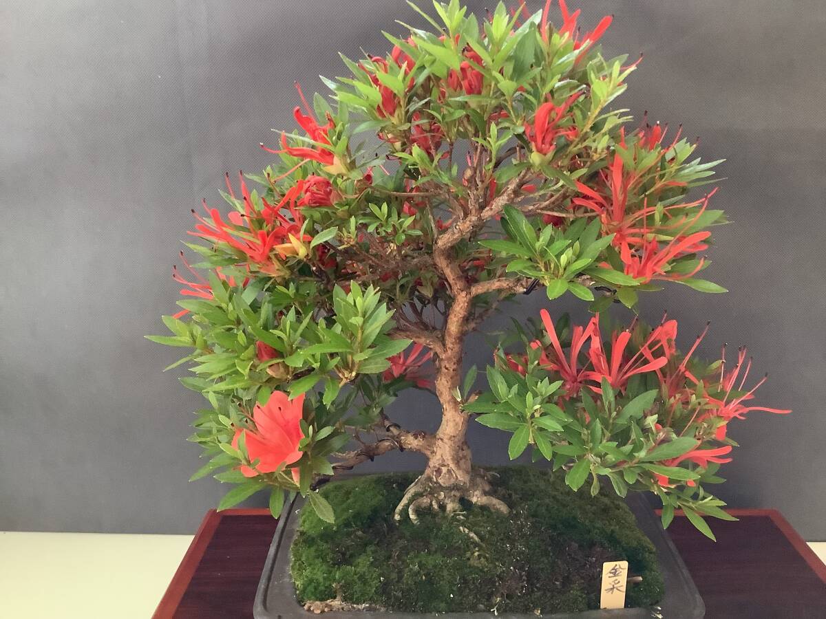 根上がり 盆栽卓 花台 4つ お買い得 小品 根上り さつき盆栽 ◇幸の司◇ 鉢 4号|盆栽
