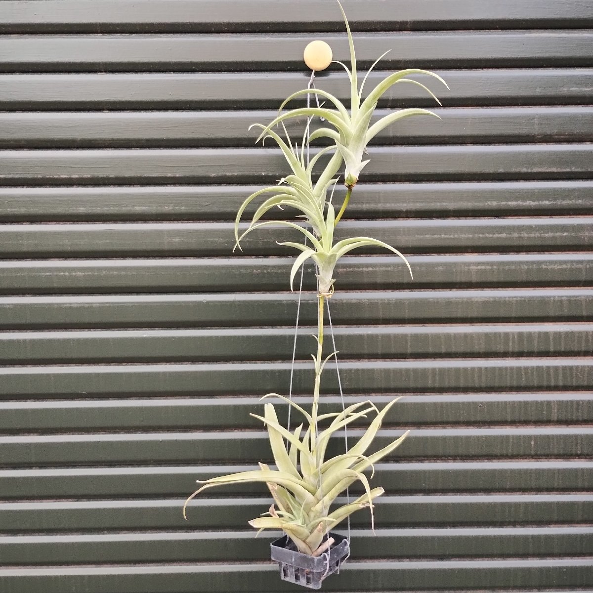 Yahoo!オークション -「ヴィヴィパラ」(観葉植物) の落札相場 Yahoo!オークション -「ヴィヴィパラ」(観葉植物) の落札相場
