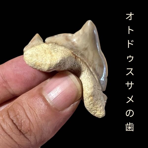 非常に珍しい病的変形を持つオトドゥスサメの歯 100%本物