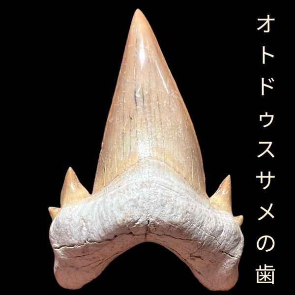 希少な小歯付きの美しいオトドゥスサメの歯 優れた自然保存