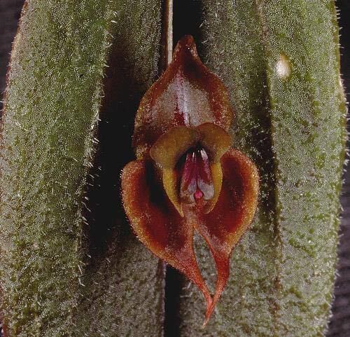 lepanthes gargoyla レパンテス 着生ラン 洋蘭ミニチュアラン洋蘭 原種 エクアドル