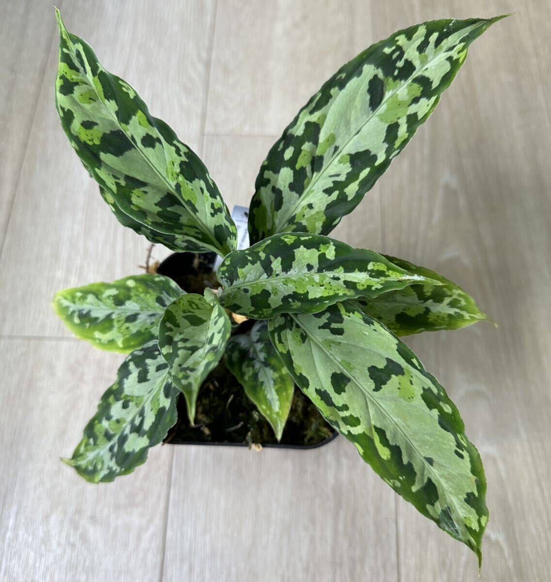 Aglaonema pictum 