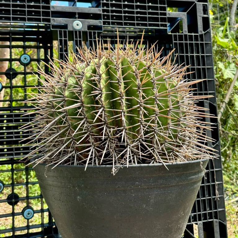 Yahoo!オークション -「サボテン 鯱頭」(サボテン) (観葉植物)の Yahoo!オークション -「サボテン 鯱頭」(サボテン) (観葉植物)の