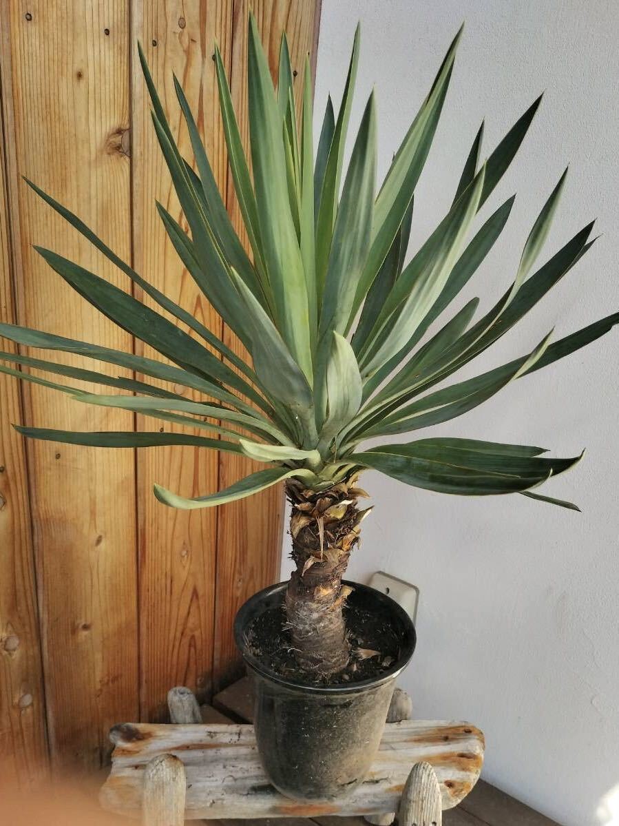 Yahoo!オークション -「キミガヨラン」(ユッカ) (観葉植物)の Yahoo!オークション -「キミガヨラン」(ユッカ) (観葉植物)の