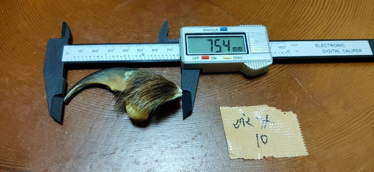 2025年最新】Yahoo!オークション -ヒグマ 爪の中古品・新品・未