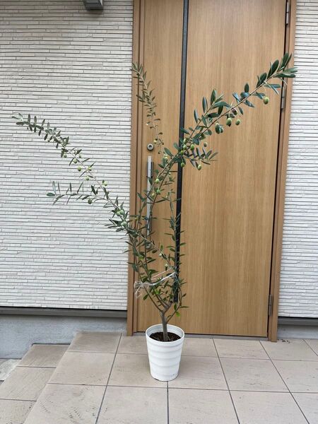 オリーブの木(実付き)