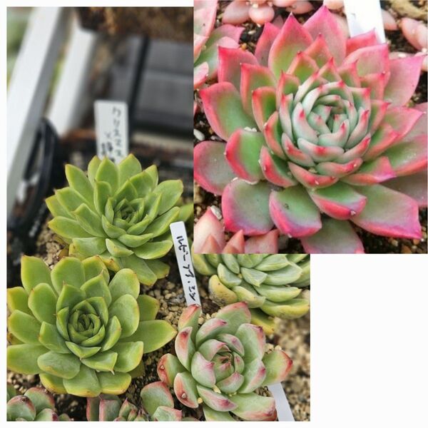 エケベリア クリスマス×静夜 多肉植物 抜き苗