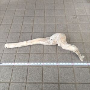 北海道 天然 淡水 流木 約60cm 水槽用レイアウト