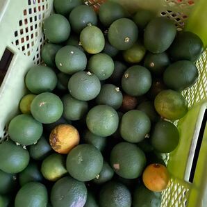 摘果みかん 5kg 甘夏