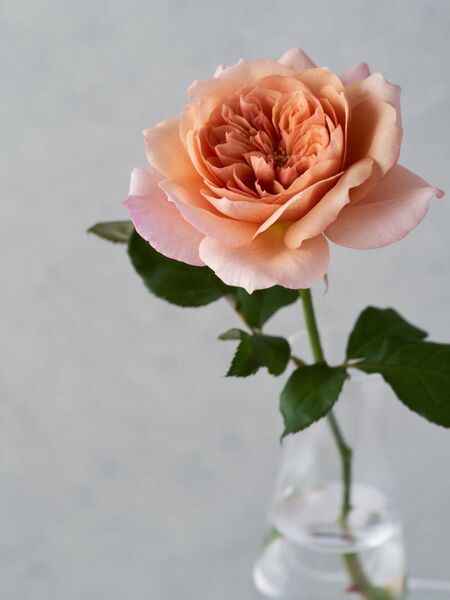 薔薇開花株 切花