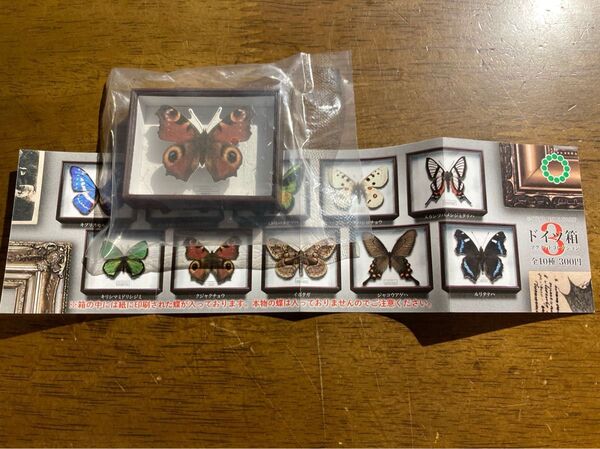 サイエンステクニカラー ドイツ箱3マグネットコレクション クジャクチョウ