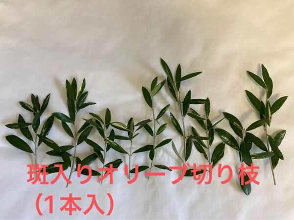斑入りオリーブ切り枝(1本入)