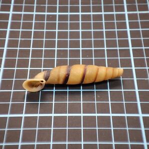 国内発送【貝 標本】Grandinenia umbra rex【雷克斯斜管螺】37mm(天然 カタツムリ 蝸牛 マイマイ 殻(11