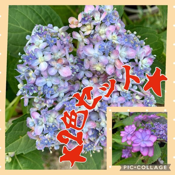 紫陽花 花苗 根っこ付き 2種類セット