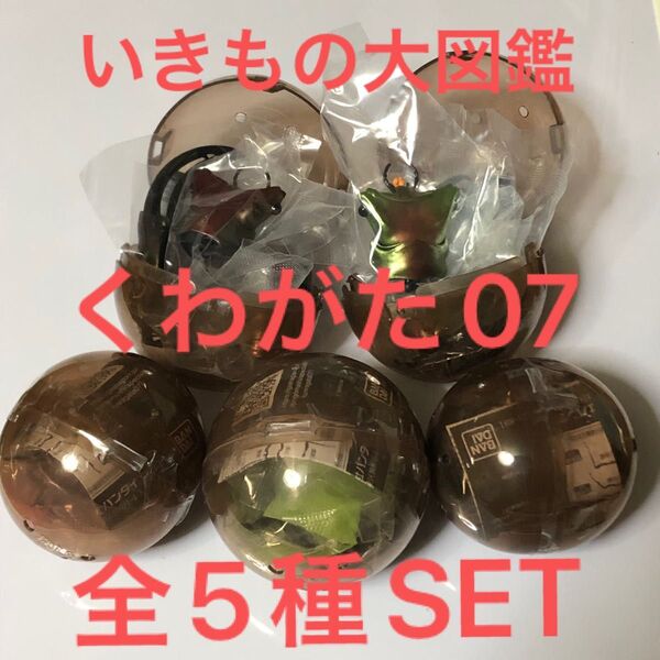 いきもの大図鑑くわがた07全5種SET