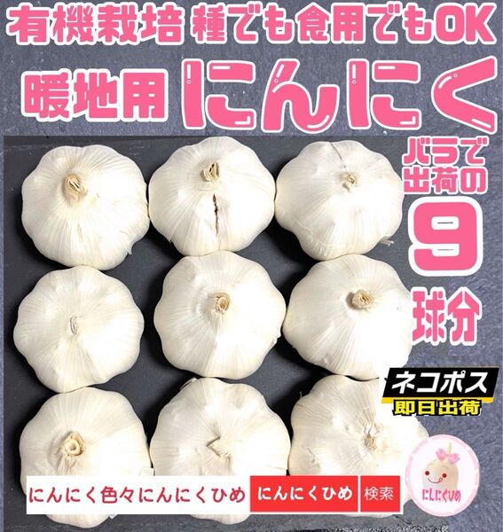 9球分 即発送 優しい栽培方法のにんにく 種食兼用 にんにくひめ