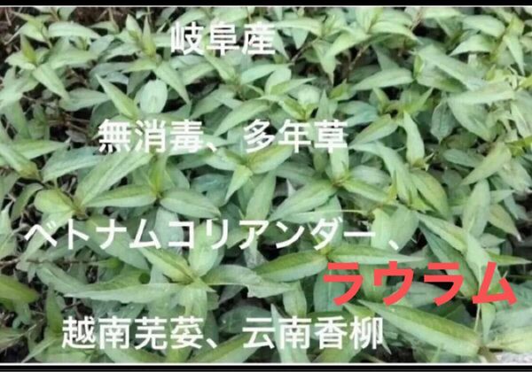 岐阜県産、無農薬、多年草、雲南香柳、ベトナムコリアンダー 、ラウラム 挿し木苗 安心、脇芽、根付き苗、5株