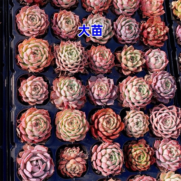 FY1カラフル10株セット 多肉植物 エケベリア 多肉植物 超美品レア種 サボテン