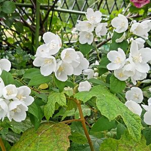 梅花空木 バイカウツギす植物一般