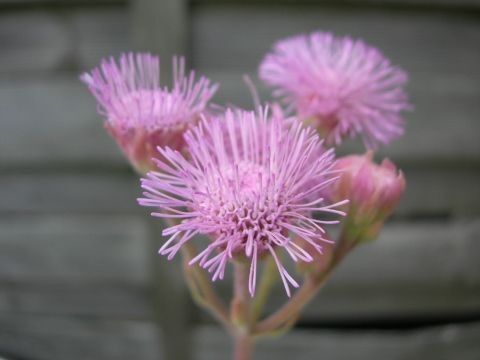 香り薊 香りアザミ かおりあざみ (2株)