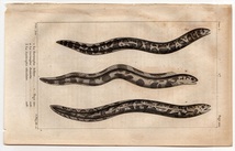 1825年 ビュッフォン ラセペード 博物誌 鋼版画 ウツボ科 3種 チチュウカイウツボ レティキュレイトモレイ 博物画_画像1