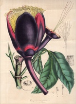 1847年 Van Houtte ヨーロッパの植物 多色石版画 大判 バターナット科 バターナット属 バターナット Caryocar nuciferum_画像1