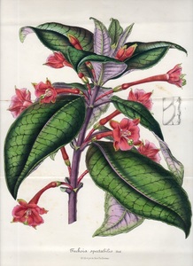 1848年 Van Houtte ヨーロッパの植物 多色石版画 大判 アカバナ科 フクシア属 Fuchsia spectabilis