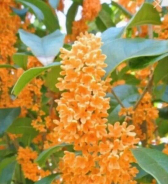 キンモクセイ挿し穂